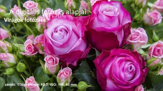 05. Virág fotózás